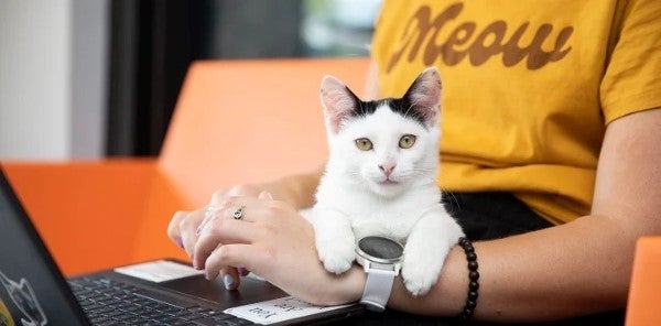 Kitten sits with person using laptop and wearing a MEOW shirt