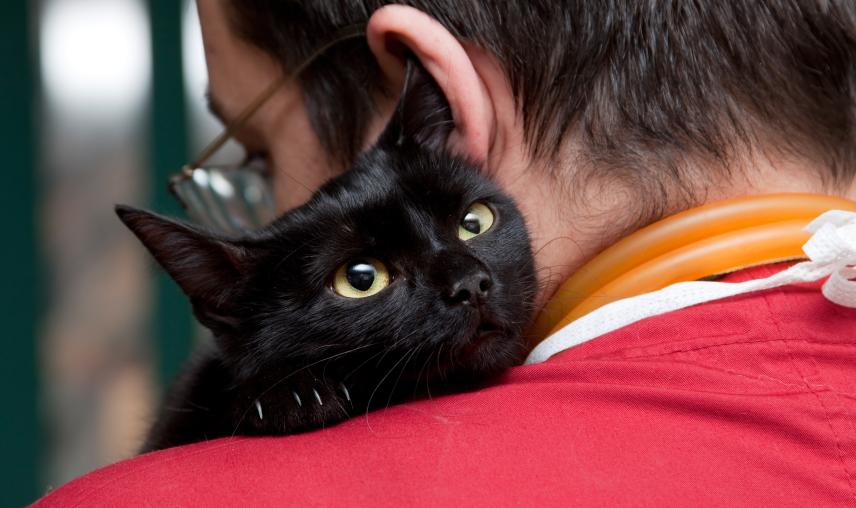 Black cat rests on person's shoulder