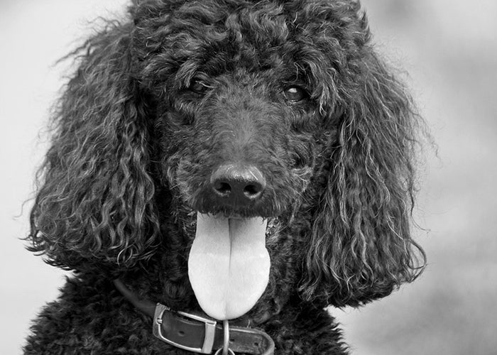 Black and white photo of a poodle wearing a collar