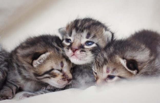 Webinar – 10/19/22 – SKIP: Saving Kittens in Partnership – National Kitten Coalition