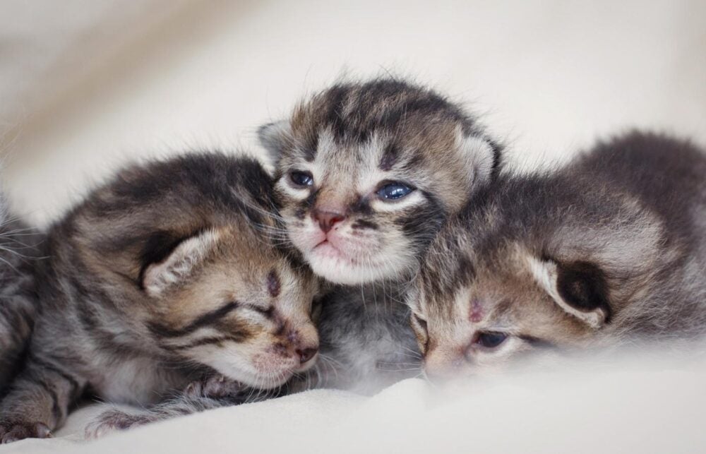 Three kittens huddle together