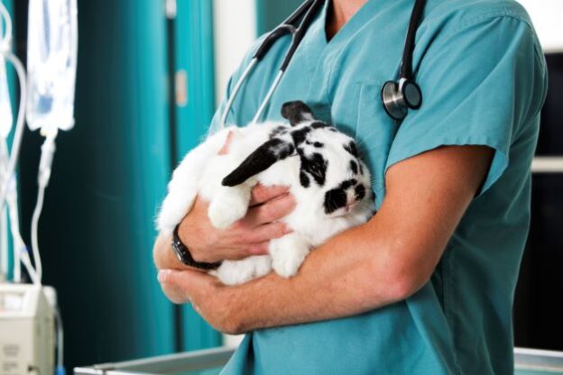 Webinar – 10/19/22 – Rabbits, the New Cat? Embrace Treating Rabbits with Confidence – HSVMA