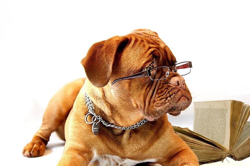Dog wears glasses, lies next to open book