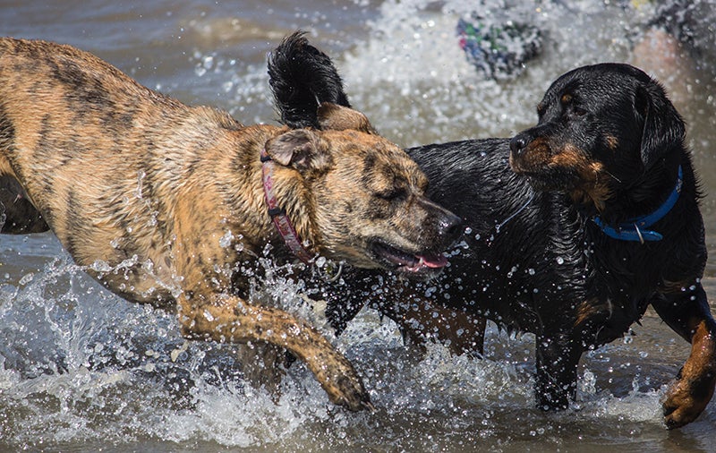 Two dogs splash together in water