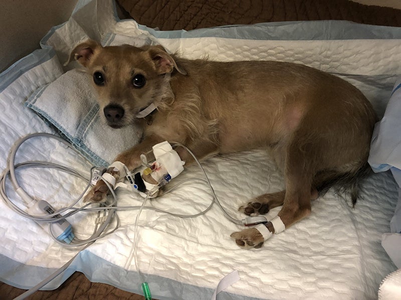 Small dog at vet hospital