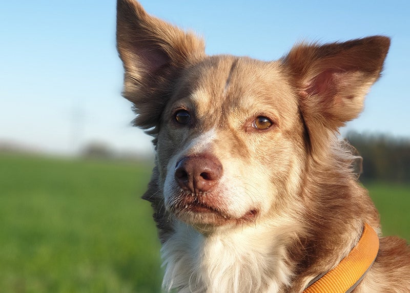 Brown and white dog sits outdoors