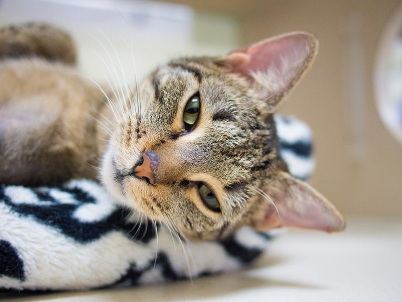 Tabby cat relaxes on black and white bed