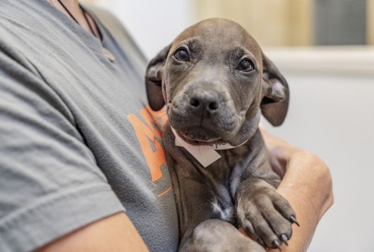 Person wearing ASPCA t-shirt holds puppy