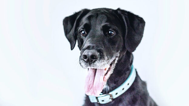 Webinar – 10/6/22 – 5 Games to Teach Your Dog to Stay Connected – FDSA (fee applies)