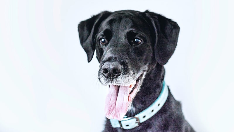 Black dog wears blue collar
