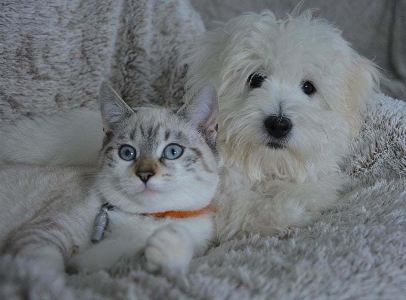Shaggy white dog land cat lie on fluffy blanket together