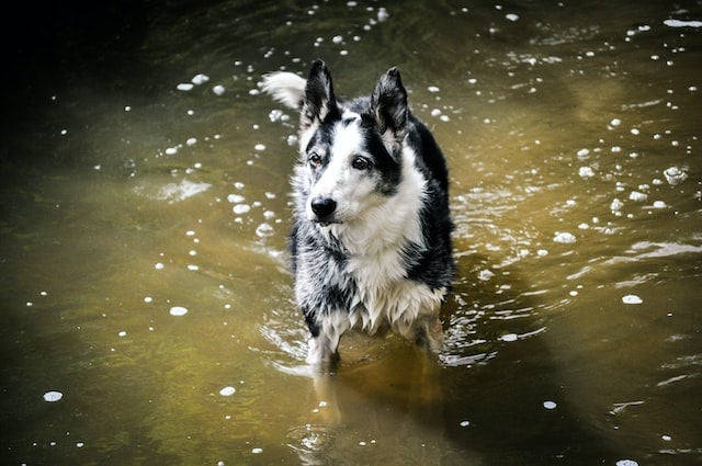 Dog wades in lake
