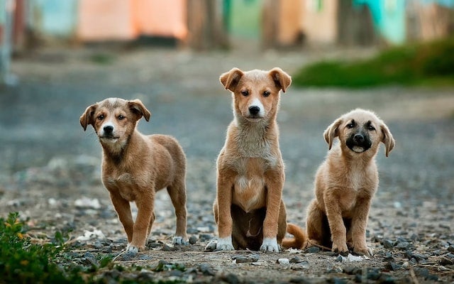 Free-roaming dogs sit together outside