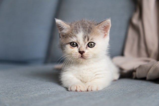 Kitten rests on gray couch