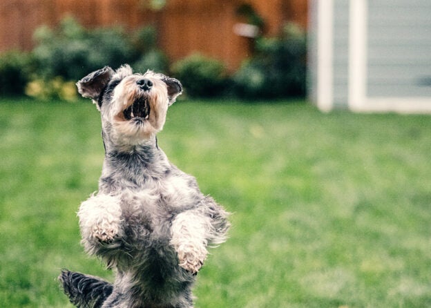 Webinar – 1/12/23 – Hélène Lawler – Put Your Oxygen Mask On First: Living and Loving Dogs with Big Feelings – FDSA (fee applies)