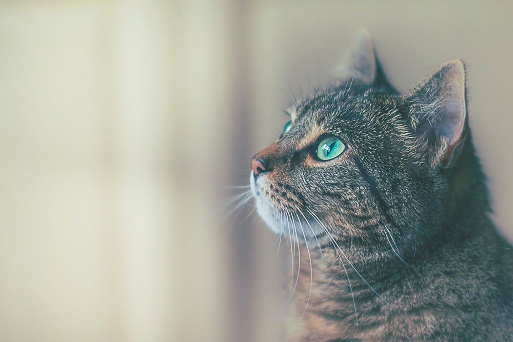 Profile view of tabby cat with green eyes