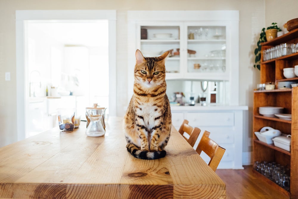 Cat sits on dining table