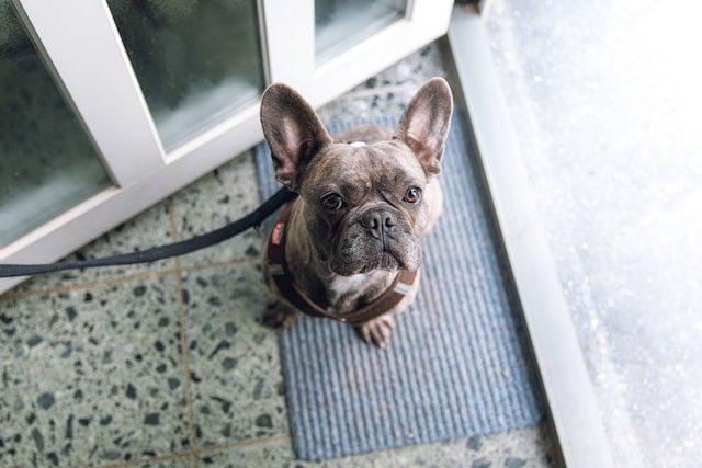 Dog waits at open door