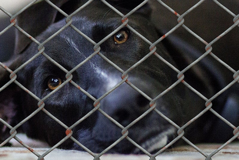 Black dog rests in enclosure