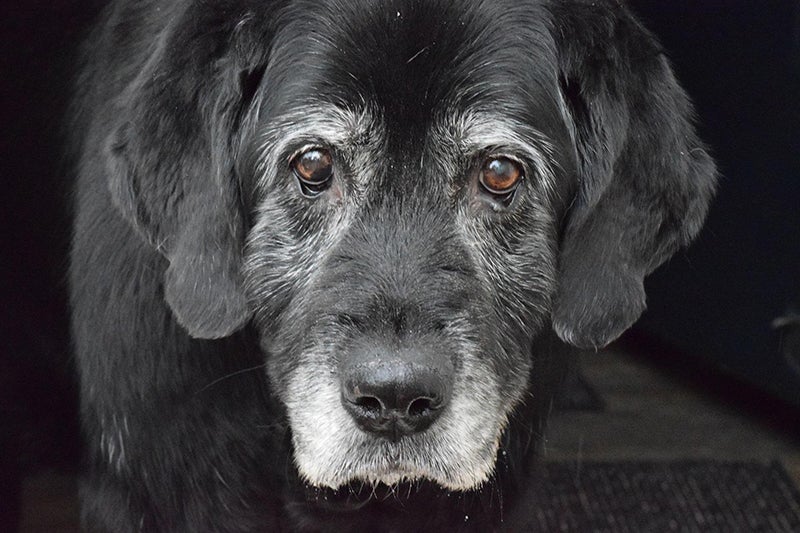 Black dog with brown eyes and salt and pepper fur
