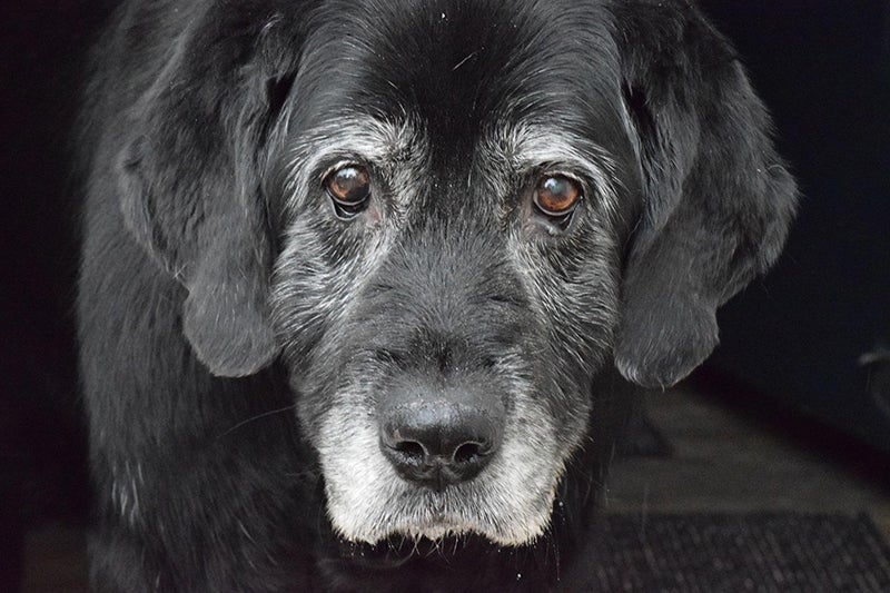 Black dog with brown eyes and salt and pepper fur