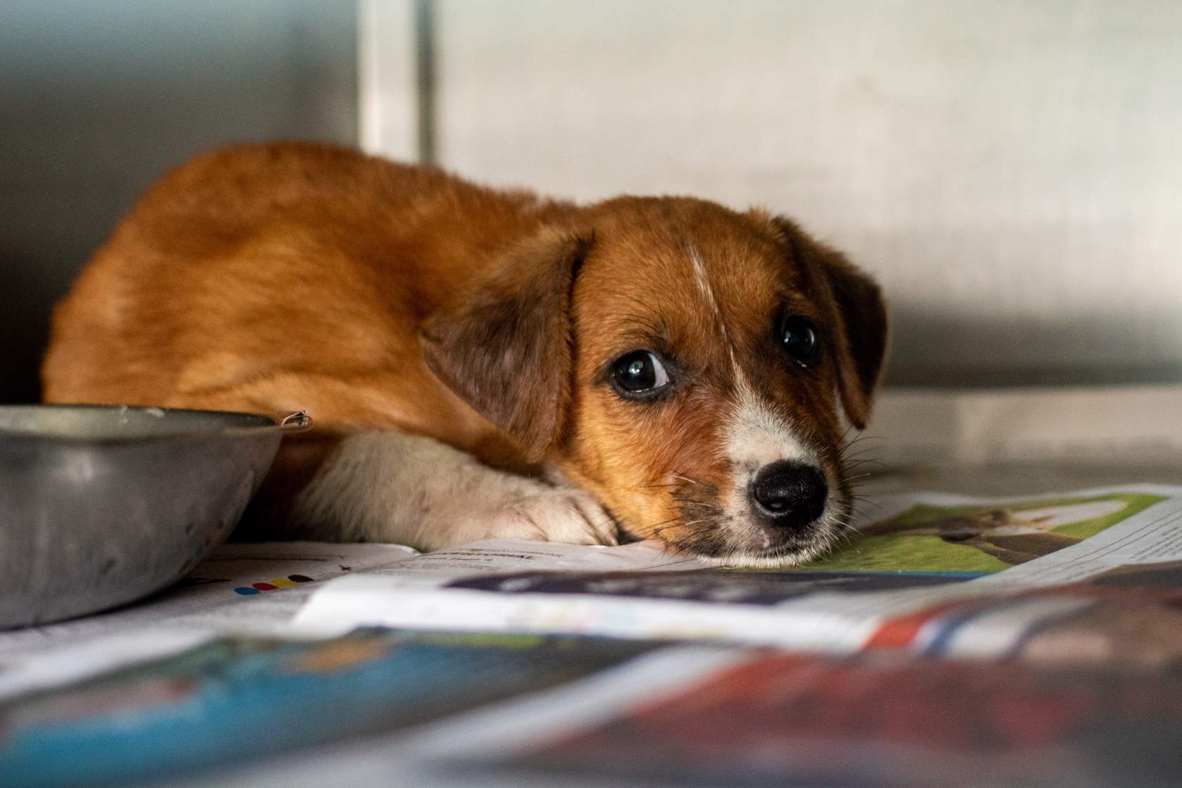 Young dog rests in shelter housing