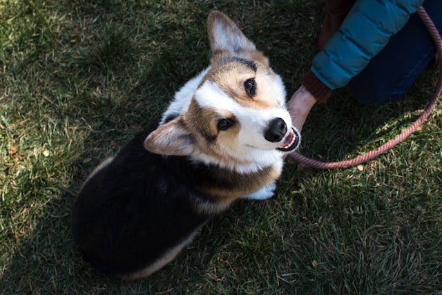 Dog on leash looks up at viewer