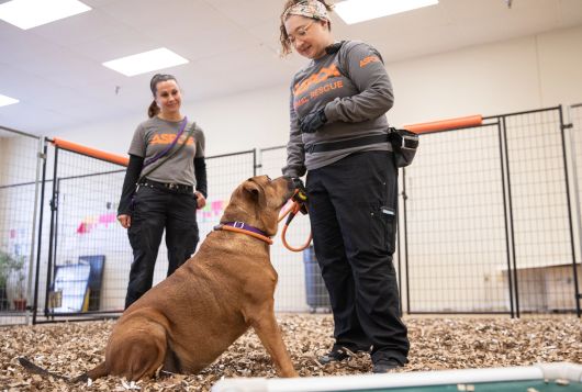 Two people wearing ASPCA shirts work with dogs