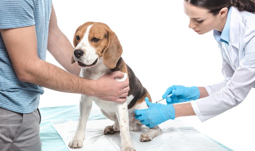 Dog receives care from veterinarian
