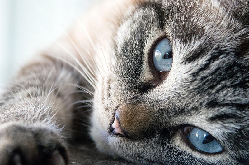 Close-up of tabby cat with blue eyes