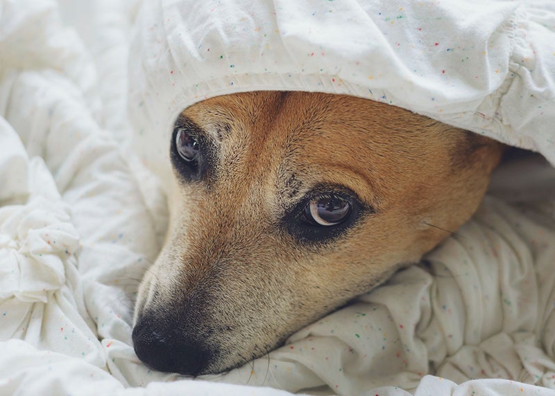 Dog peeks out from under sheet