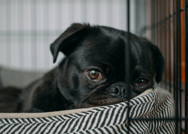 Webinar – 12/6/22 – Mitigating Fear, Anxiety & Stress for Dogs in Isolation or Quarantine – Fear Free