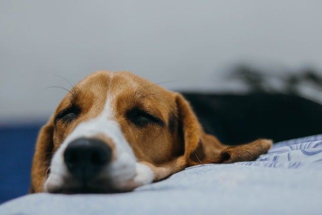 Dog stretches out on blanket with eyes closed