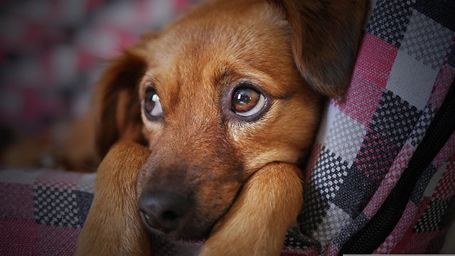 Small brown dog curls up on blanket