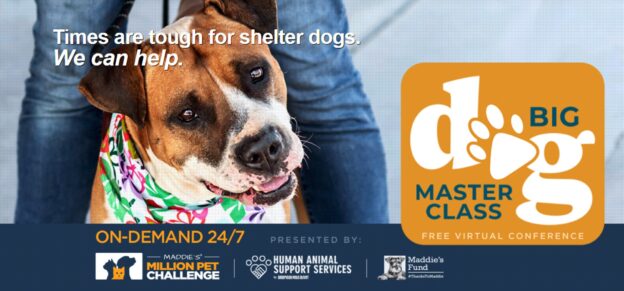 Help Big Dogs Through Tough Times (and Get Your 2022 CE)