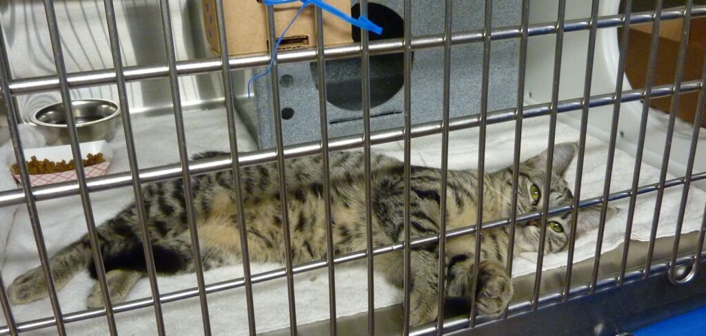 Cat in nice cage with portal