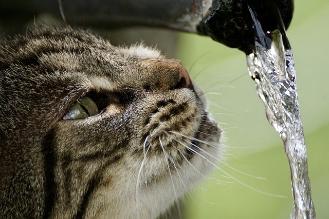 Cat drinks from stream of water