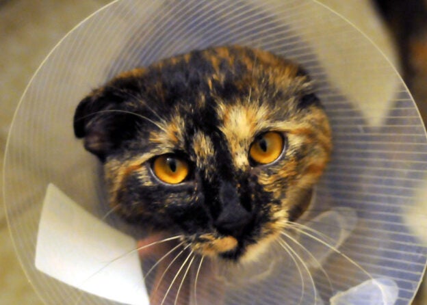 Webinar – 12/15/22 – Successful Medication Strategies in a Fear Free World – Fear Free