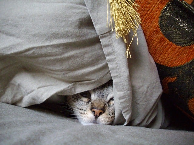 cat hides under blanket