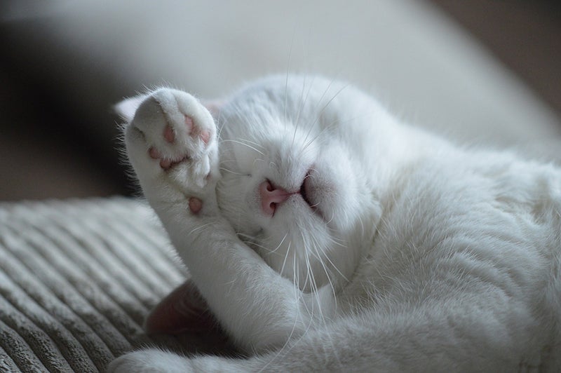 White cat partially covers their face with a paw