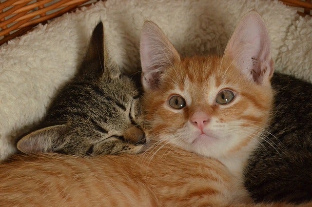 Two young cats cuddle in bed