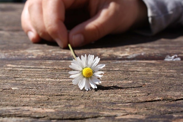 Hand holds tiny daisy flower