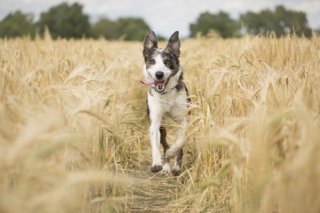 Dog bounds through field toward viewer