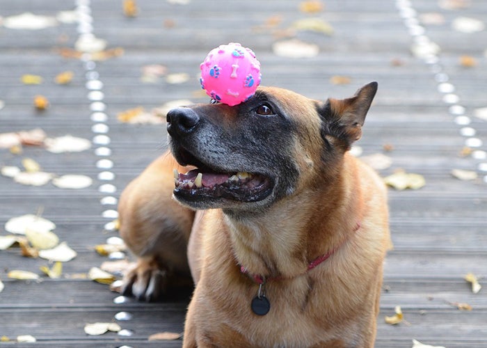Dog balances ball on nose on an autumn day