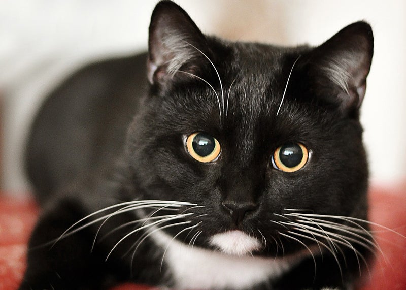 Black and white cat gazes at viewer with big eyes