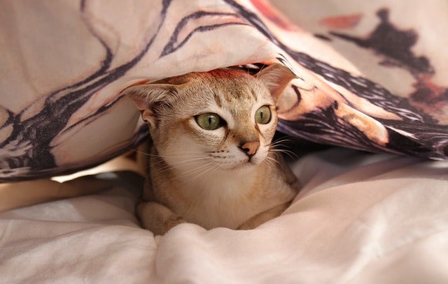 Timid cat hides under blanket