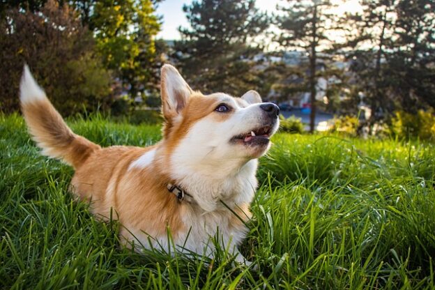 Webinar – 7/11/24 – Is Intermittent Reinforcement Always Good? – PPG (fee applies)