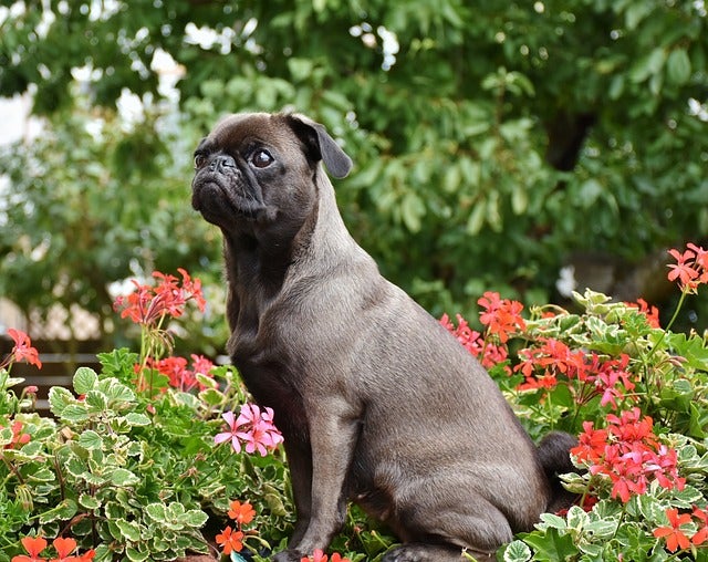 Pug sits outside amid pink and red flowers