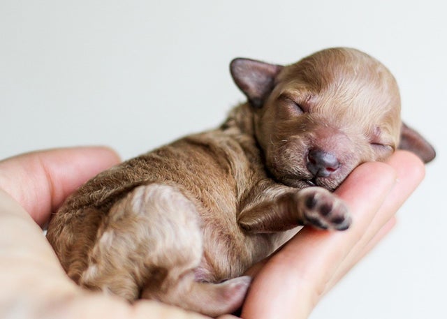 Closeup of hand holding puppy