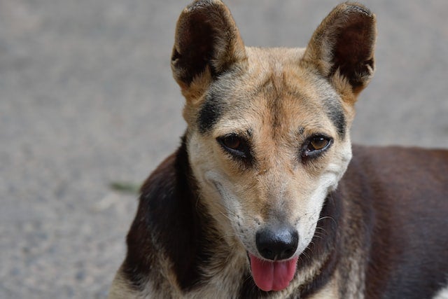 dog stands outside on concrete